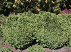 Buchsbaum 'Blauer Heinz'