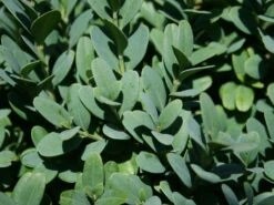 Buchsbaum 'Blauer Heinz' -Edelrosen Geschaft buchsbaum blauer heinz m006448 w 1