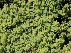 Buchsbaum 'Blauer Heinz' -Edelrosen Geschaft buchsbaum blauer heinz m006448 w 2