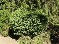 Buchsbaum 'Blauer Heinz' -Edelrosen Geschaft buchsbaum blauer heinz m006448 w 4