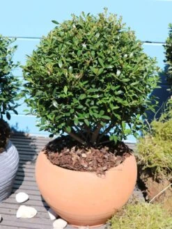 Buchsilex / Niedriger Bergilex 'Stokes' (Kugel) 6 Buchsilex / Niedriger Bergilex 'Stokes' (Kugel) -Edelrosen Geschaft buchsilex niedriger bergilex stokes kugel m102341 w 0