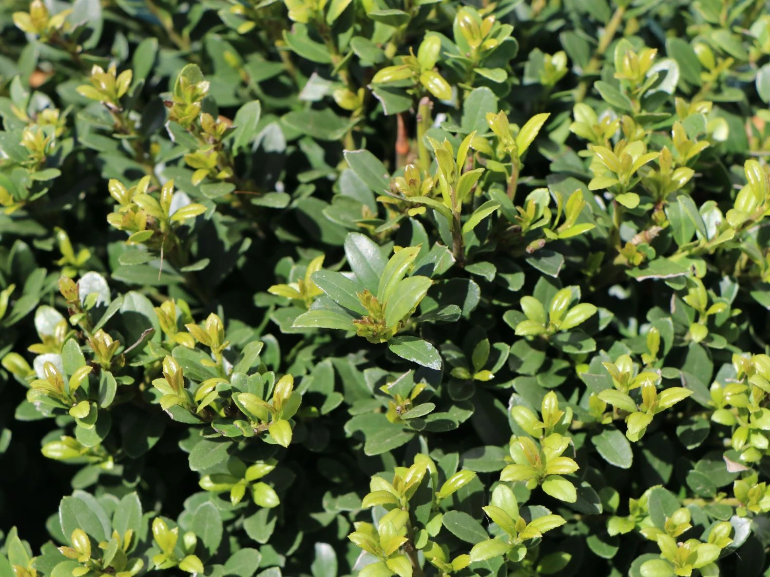 Buchsilex / Niedriger Bergilex 'Stokes' (Kugel) 2 Buchsilex / Niedriger Bergilex 'Stokes' (Kugel) – Bild 2