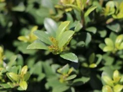 Buchsilex / Niedriger Bergilex 'Stokes' (Kugel) 7 Buchsilex / Niedriger Bergilex 'Stokes' (Kugel) -Edelrosen Geschaft buchsilex niedriger bergilex stokes kugel m102341 w 2