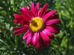 Bunte Margerite 'Robinsons Rot'