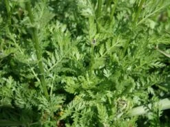 Bunte Margerite 'Robinsons Rot' -Edelrosen Geschaft bunte margerite robinsons rot m003634 w 1