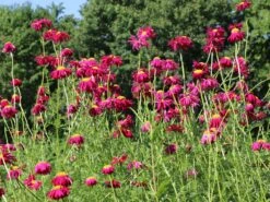 Bunte Margerite 'Robinsons Rot' -Edelrosen Geschaft bunte margerite robinsons rot m003634 w 10