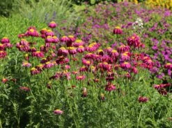 Bunte Margerite 'Robinsons Rot' -Edelrosen Geschaft bunte margerite robinsons rot m003634 w 12