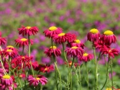 Bunte Margerite 'Robinsons Rot' -Edelrosen Geschaft bunte margerite robinsons rot m003634 w 13