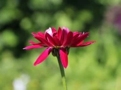 Bunte Margerite 'Robinsons Rot' -Edelrosen Geschaft bunte margerite robinsons rot m003634 w 2