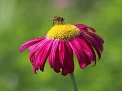 Bunte Margerite 'Robinsons Rot' -Edelrosen Geschaft bunte margerite robinsons rot m003634 w 5