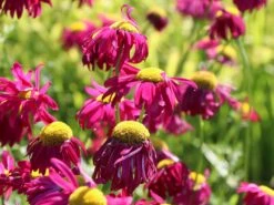 Bunte Margerite 'Robinsons Rot' -Edelrosen Geschaft bunte margerite robinsons rot m003634 w 7