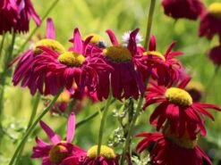 Bunte Margerite 'Robinsons Rot' -Edelrosen Geschaft bunte margerite robinsons rot m003634 w 8