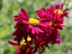 Bunte Margerite 'Robinsons Rot' -Edelrosen Geschaft bunte margerite robinsons rot m003634 w 9