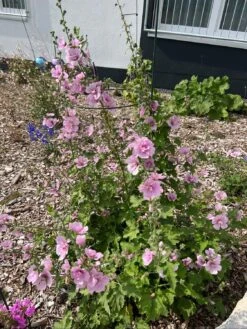 Busch-Malve 'Lilac Lady' -Edelrosen Geschaft busch malve lilac lady m082992 1394428 0