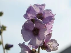 Busch-Malve 'Lilac Lady' -Edelrosen Geschaft busch malve lilac lady m082992 w 0