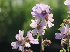 Busch-Malve 'Lilac Lady' -Edelrosen Geschaft busch malve lilac lady m082992 w 1