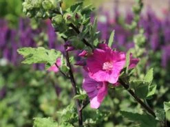 Buschmalve 'Burgundy Wine' -Edelrosen Geschaft buschmalve burgundy wine m012423 w 0