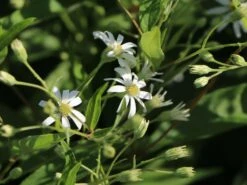 Doldige-Aster 'Weißer Schirm' -Edelrosen Geschaft doldige aster weisser schirm m057825 w 0