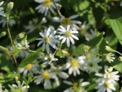 Doldige-Aster 'Weißer Schirm' -Edelrosen Geschaft doldige aster weisser schirm m057825 w 1