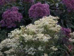Doldige-Aster 'Weißer Schirm' -Edelrosen Geschaft doldige aster weisser schirm m057825 w 4