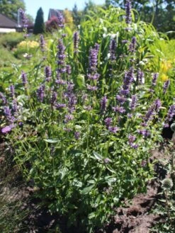 Duftnessel 'Serpentine' 8 Duftnessel 'Serpentine' -Edelrosen Geschaft duftnessel serpentine m057594 w 0