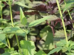 Duftnessel 'Serpentine' 9 Duftnessel 'Serpentine' -Edelrosen Geschaft duftnessel serpentine m057594 w 1