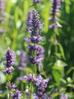 Duftnessel 'Serpentine' 7 Duftnessel 'Serpentine' -Edelrosen Geschaft duftnessel serpentine m057594 w 4