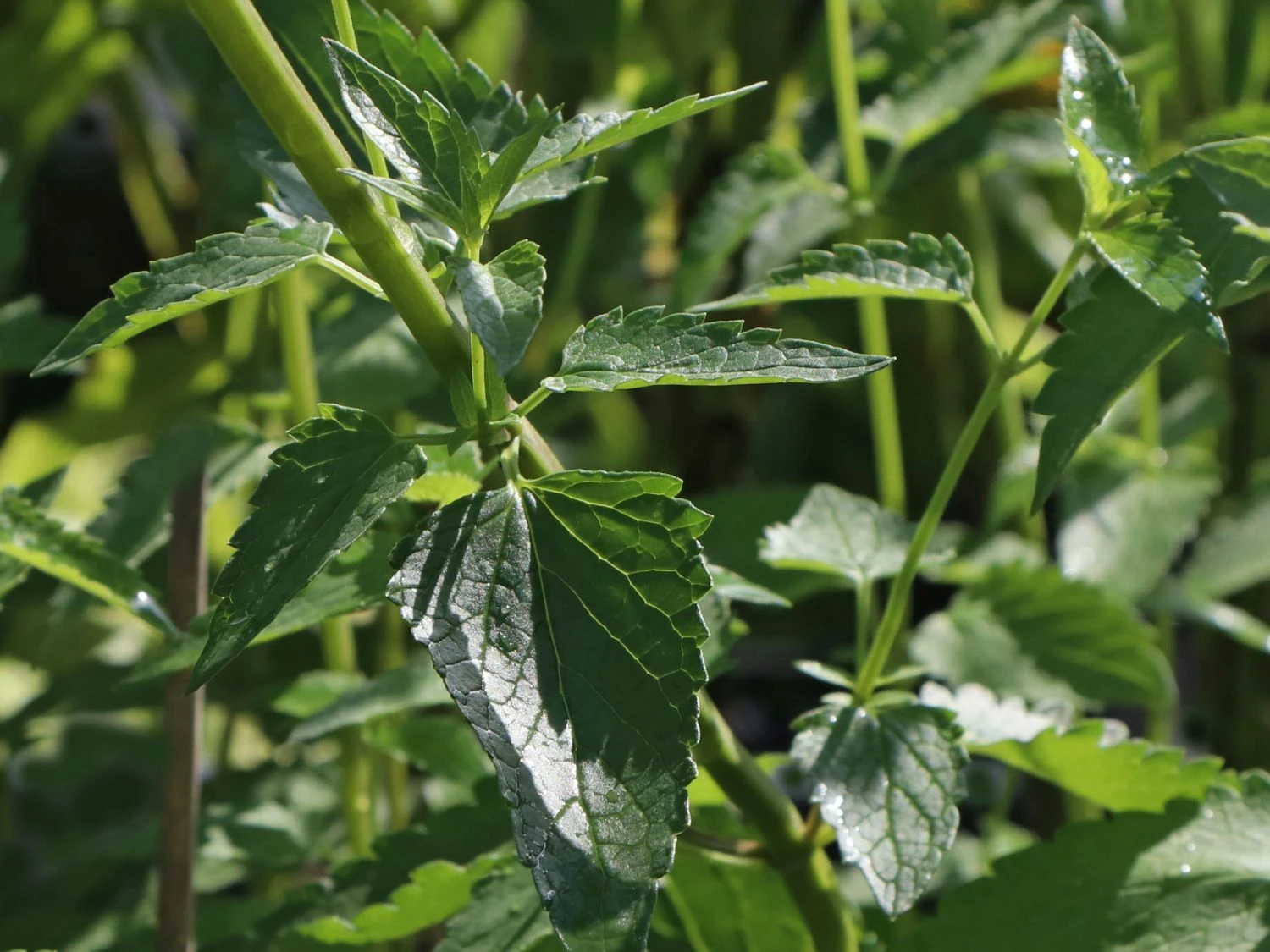 Duftnessel 'Serpentine' 2 Duftnessel 'Serpentine' – Bild 2