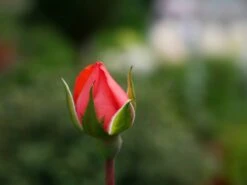 Edelrose 'Aachener Dom' ® 25 Edelrose 'Aachener Dom' ® -Edelrosen Geschaft edelrose aachener dom m002808 1341765 1