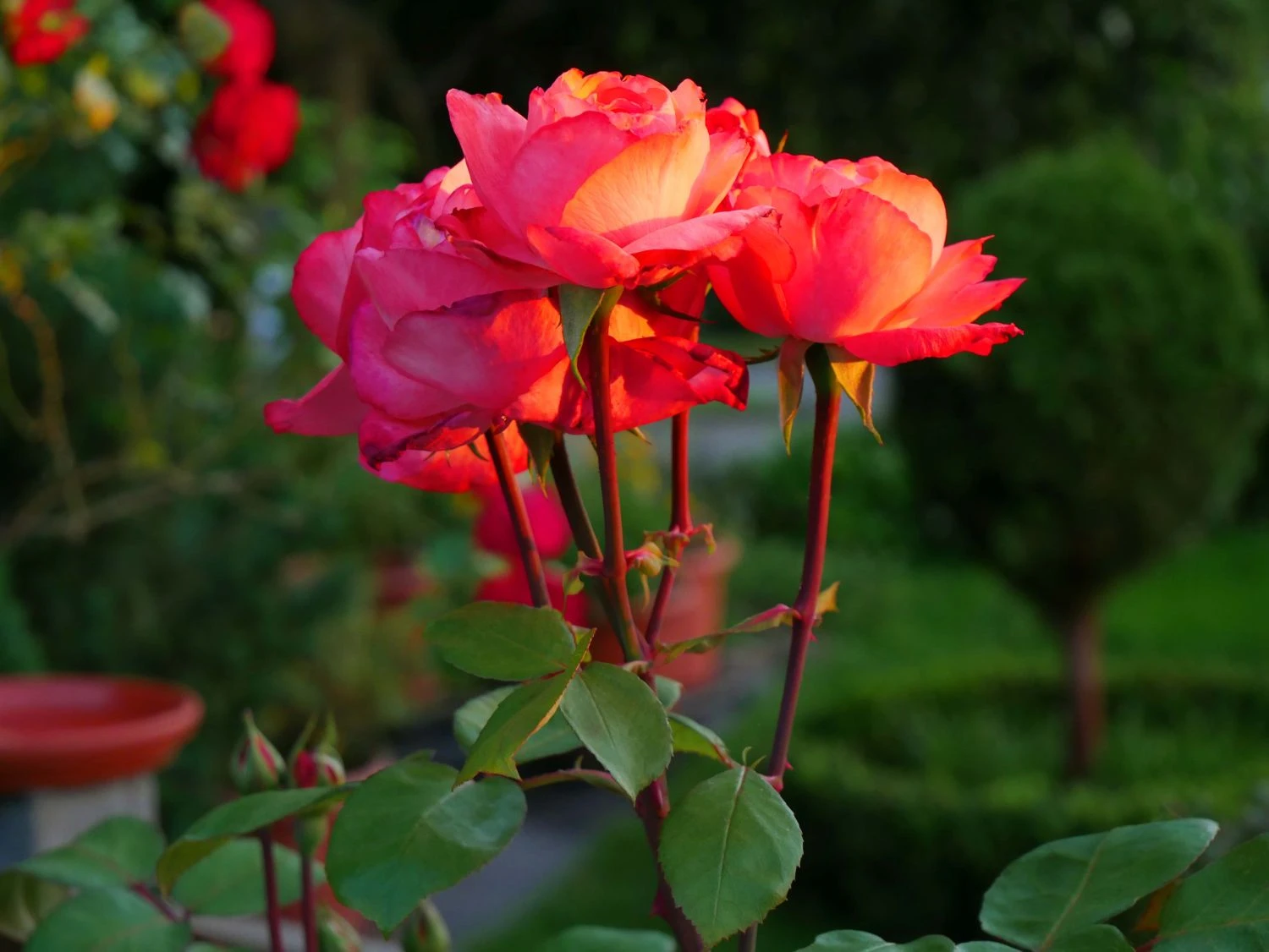 Edelrose 'Aachener Dom' ® 10 Edelrose 'Aachener Dom' ® – Bild 10