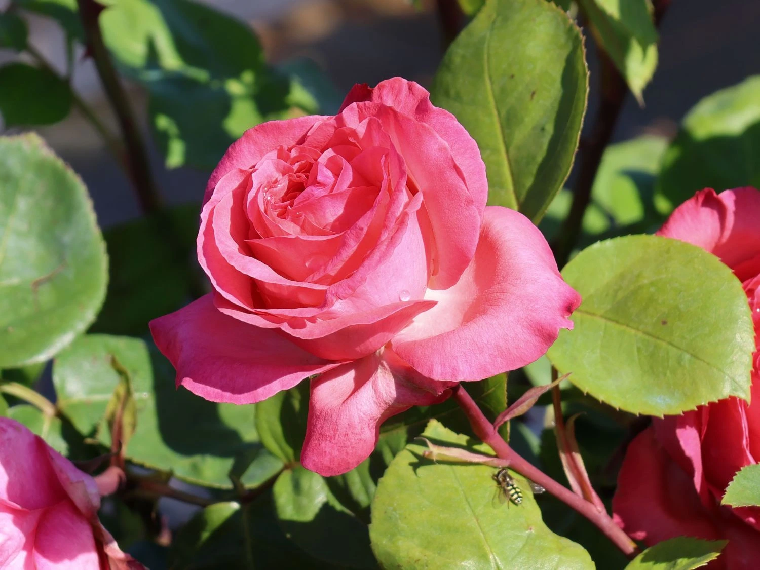 Edelrose 'Aachener Dom' ® 1 Edelrose 'Aachener Dom' ®