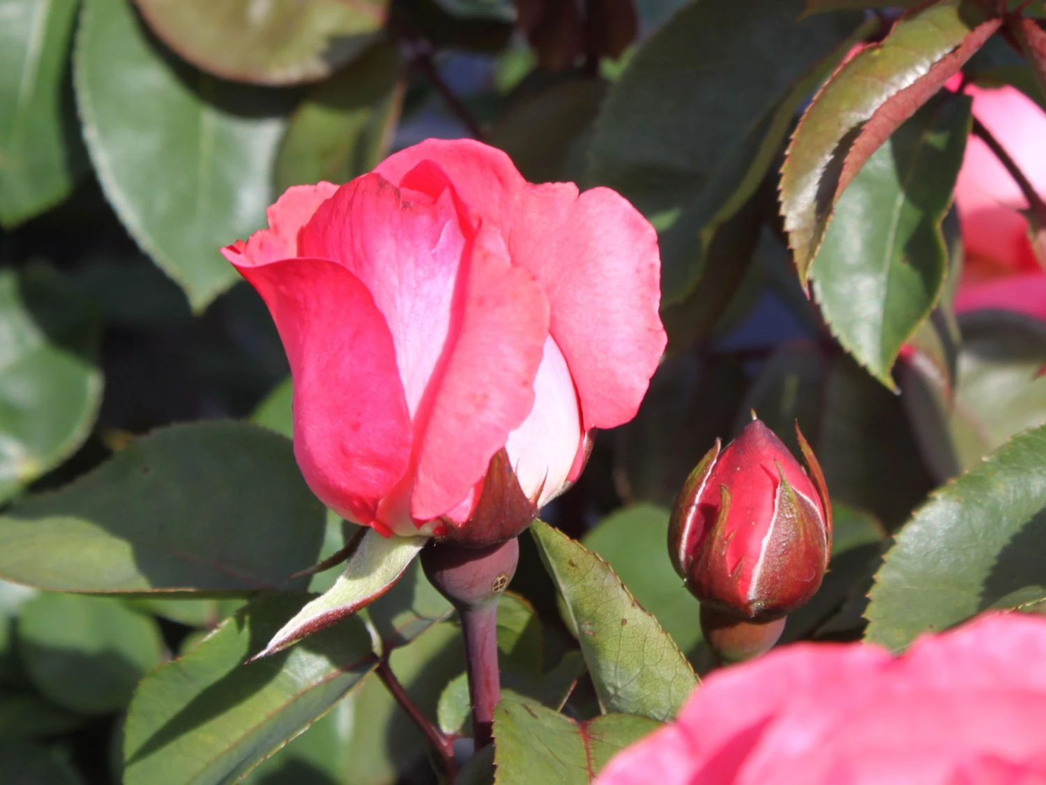 Edelrose 'Aachener Dom' ® 3 Edelrose 'Aachener Dom' ® – Bild 3