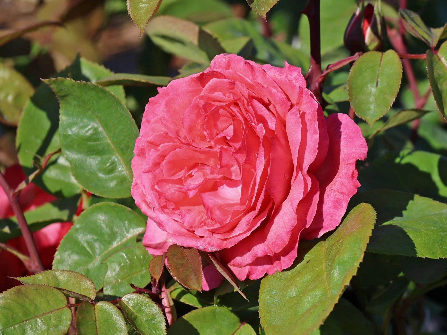 Edelrose 'Aachener Dom' ® 2 Edelrose 'Aachener Dom' ® – Bild 2