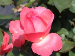 Edelrose 'Aachener Dom' ® 18 Edelrose 'Aachener Dom' ® -Edelrosen Geschaft edelrose aachener dom m002808 w 2