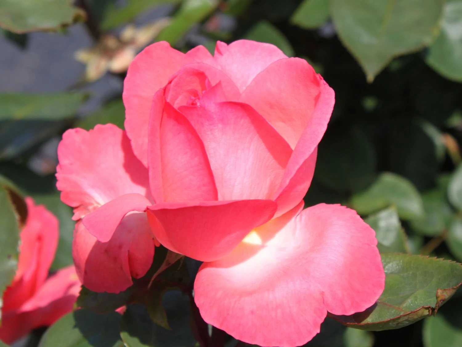 Edelrose 'Aachener Dom' ® 4 Edelrose 'Aachener Dom' ® – Bild 4