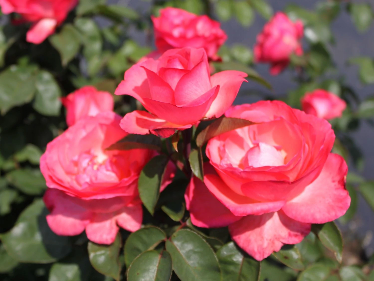 Edelrose 'Aachener Dom' ® 5 Edelrose 'Aachener Dom' ® – Bild 5