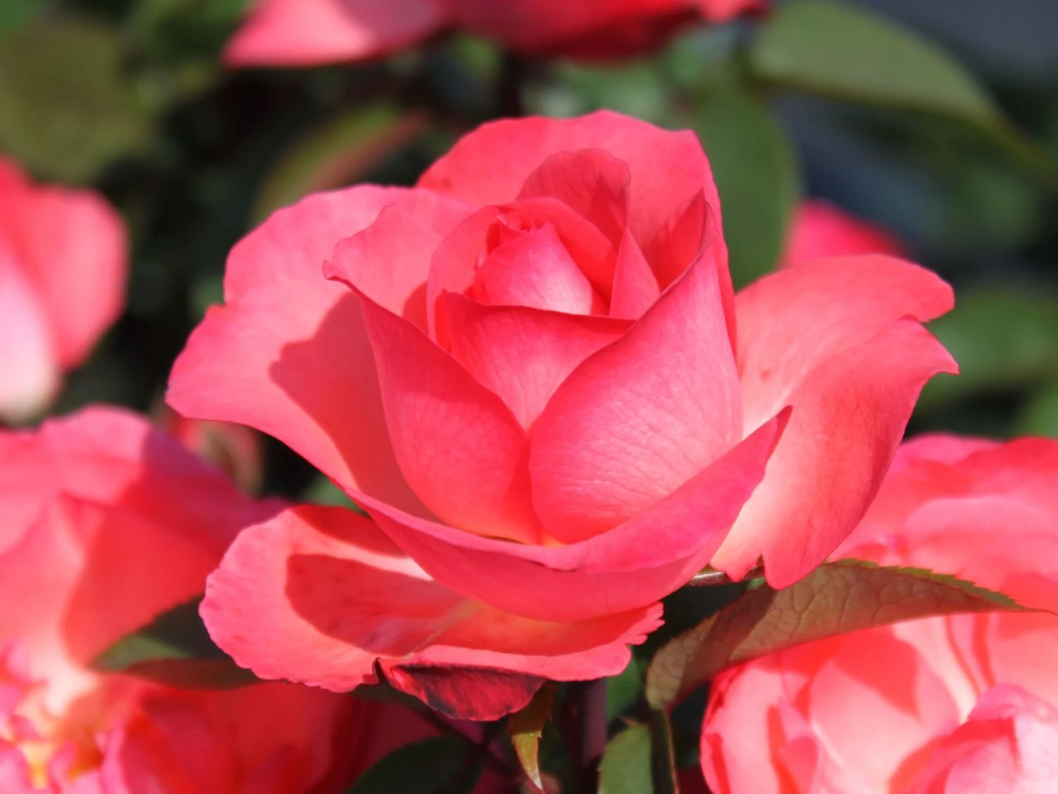 Edelrose 'Aachener Dom' ® 6 Edelrose 'Aachener Dom' ® – Bild 6