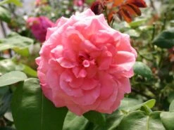 Edelrose 'Aachener Dom' ® 21 Edelrose 'Aachener Dom' ® -Edelrosen Geschaft edelrose aachener dom m002808 w 5