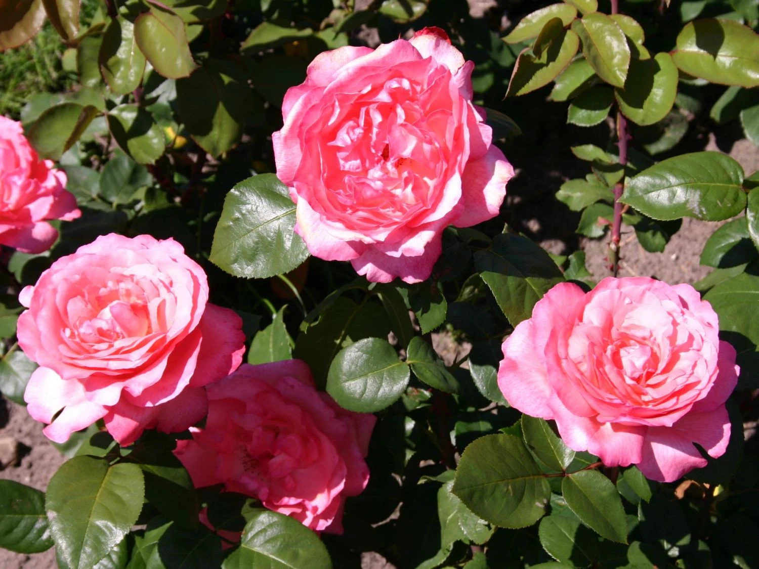 Edelrose 'Aachener Dom' ® 8 Edelrose 'Aachener Dom' ® – Bild 8