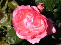 Edelrose 'Aachener Dom' ® 23 Edelrose 'Aachener Dom' ® -Edelrosen Geschaft edelrose aachener dom m002808 w 7