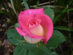 Edelrose 'Acapella' ® -Edelrosen Geschaft edelrose acapella m005838 1214579 0