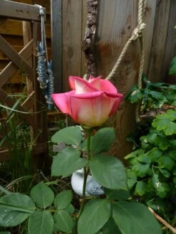 Edelrose 'Acapella' ® -Edelrosen Geschaft edelrose acapella m005838 1214579 1