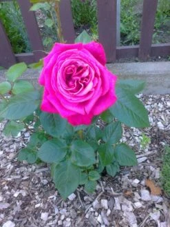 Edelrose 'Acapella' ® -Edelrosen Geschaft edelrose acapella m005838 487080 0