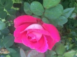 Edelrose 'Acapella' ® -Edelrosen Geschaft edelrose acapella m005838 643450 0