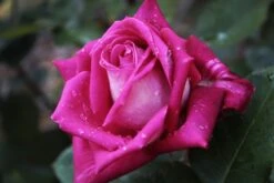 Edelrose 'Acapella' ® -Edelrosen Geschaft edelrose acapella m005838 908161 0