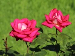 Edelrose 'Acapella' ® -Edelrosen Geschaft edelrose acapella m005838 w 1