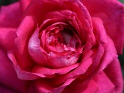 Edelrose 'Acapella' ® -Edelrosen Geschaft edelrose acapella m005838 w 10