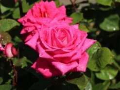 Edelrose 'Acapella' ® -Edelrosen Geschaft edelrose acapella m005838 w 2