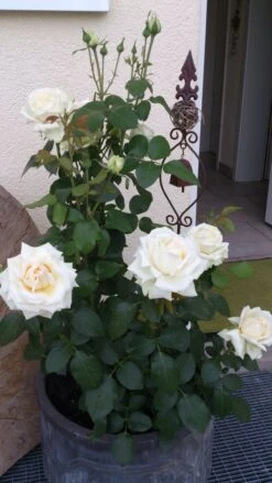 Edelrose 'Ambiente' ® -Edelrosen Geschaft edelrose ambiente m003494 149368 0