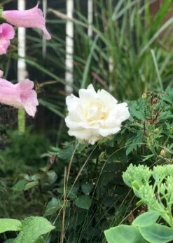 Edelrose 'Ambiente' ® -Edelrosen Geschaft edelrose ambiente m003494 831627 0